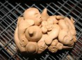 /album/galeria-de-fotos-ceramica/sem-titulo-30-jpg/